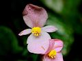 Heartleaf Begonia